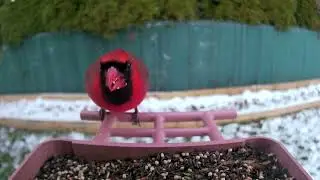 Cardinal