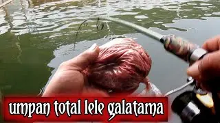 umpan total galatama lele