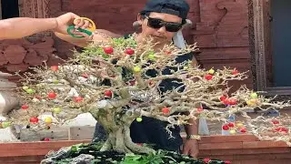 INSPIRASI BONSAI SIANCI TERBAIK