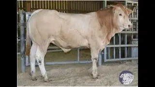 SR309 - RENAUD - RVF