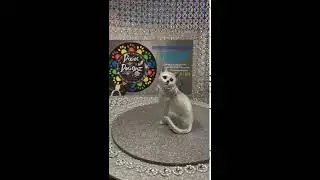 Luxury silver cat statue in shimmering silver holographic paint
