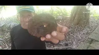 detectorismo em uma fazenda desabitada,