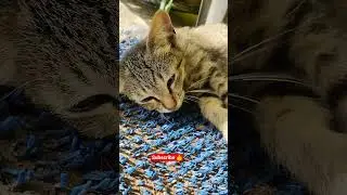 Cute kitten meow cat video 😹🐾🐈😺🐱😸#trendingshorts #kitten #viralvideo #youtubeshorts #animalmeow #cat