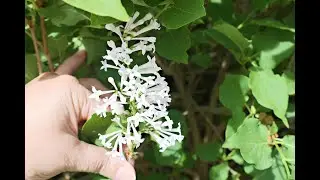 Syringa pubescens subsp. patula 'Miss Kim' | Lilac Miss Kim, Manchurian lilac