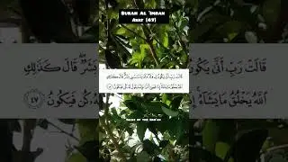 Surah Al 'Imran| ayat 47 #recitationofquran #knowledgeofislam #quran #tilawatequran