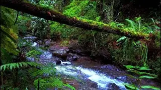 Water River Soundscapes for a Better Night's Sleep | sleep - relax - enjoy life - ASMR