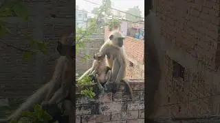 bader ka comedy video #comedy#trending#badera