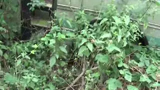abandoned bus, AEC reliance PPH447R