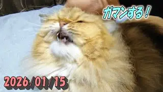 奥のしつこい毛玉を取るのに大人しくして我慢するひとみ　Persian cat Hitomi's relaxing days　2026/01/15