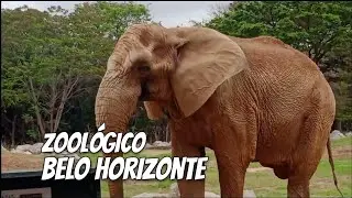 ZOOLÓGICO BELO HORIZONTE | ZOO BH