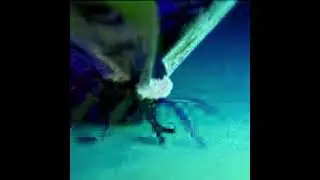 echo angel - neonmoth