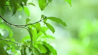 The Sound Of Rain Helps You Forget Your Worries And Drift Off To Sleep. The Soothing White Noise.