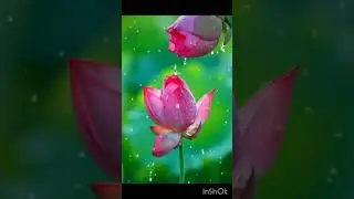 Hadees Nabi #alhdees #hadeesnabvi #islamicscripture