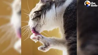 Cat With Birth Defects Gets Life-Saving Surgery