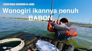 Spot isinya Babon NILA , Memancing dengan teknik nyobok di WADUK GAJAH MUNGKUR WONOGIRI. Episode 6 