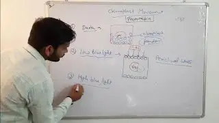 Chloroplast Movement |Phototropin||CSIR NET| in Hindi