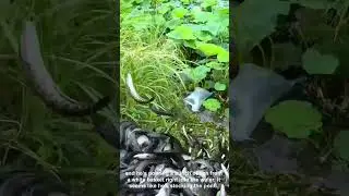 Pouring fish into natural pond to boost local population