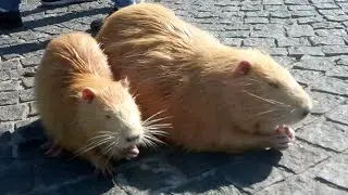 Рыжуля большая и маленькая / Big and little ginger nutria