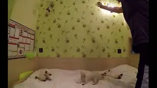 Little kitten makes a coup