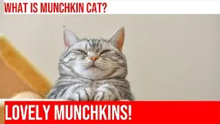 Meet the Adorable Munchkin Cat: A Fascinating Breed!