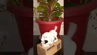 Hungry dog eating coin piggy bank #shorts #best #howto #easy #trending