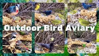 Bird Aviary | feeding time | finches | softbills | outdoor aviary birds