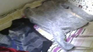 estilo dramatico