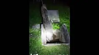 Alligator in Sewer