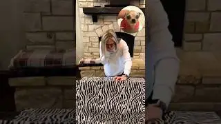 Are you ok ? #chihuahua #chihuahualife #chihuahuadog #dog #rise #sushi #chihuahuagram #funny #fundog