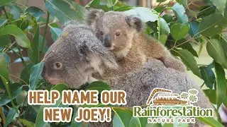 Help Name Another Koala Joey! | Cute Koala | Rainforestation Nature Park | Kuranda | Australia
