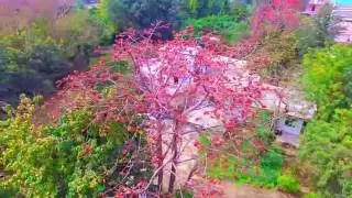 Aerial stock footage india breath-taking gulmohar tree in chattarpur
