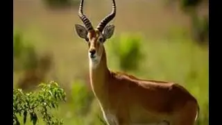 Antelope animals | Rare animals | Animal in cage | Animal in Tamao mountain Zoo, Cambodia