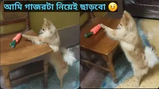 Simple Trick to teach your dog to bring toy back ll খেলনাটা আমাকে পেতেই হবে  😬