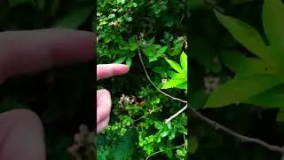 Hello bug. #damselfly #insect #flying #dragonfly #nature #shorts #slowmotion #magical #fae #fairy