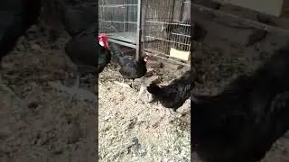Black Rose Comb Hens #hafancybirds #blackrosecomb
