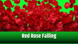 RED ROSE FALLING || GREEN SCREEN || CHROME KEY || CONTENT FOR CREATORS