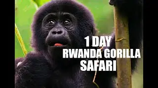 1 DAY REMARKABLE MOUNTAIN GORILLA TREKKING IN RWANDA- TREK GORILLAS IN VOLCANOES NATIONAL PARK