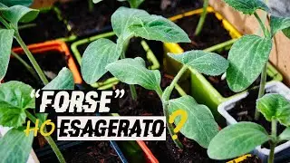 Ho SEMINATO 1500 piantine (Forse ho esagerato)