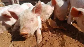 Quiet Evening with Piglets on a Tiny Farm (Live)