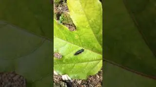 Black insect on leaf🐞🤩🕷️#shorts #insect #insectlover #insectlovers