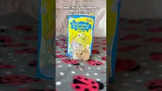 Мисс Джелли Тот распаковывает Bikini Bottom Buddie ❤️🥰 #шорты #хомяки #хомяк #питомцы #питомец