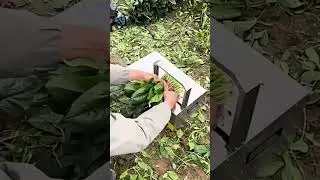 Automatic Spinach Packing Process | Save Time and Effort