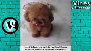 OMG AF Vines | Best Vine Compilation February 2016 | w/ TITLE
