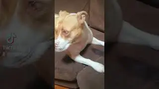 #shorts #petstagram #petsofinstagram #petsagram #instapets #petshop #pets_of_instagram #cutepets