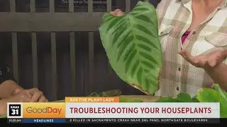 Plant Lady - Troubleshooting Your Houseplants