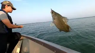 Khi Kab Nuv ntse White Bass