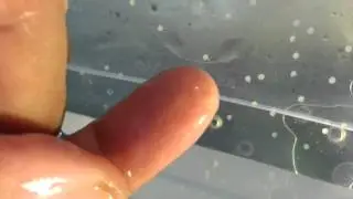 Collecting cory eggs by hand