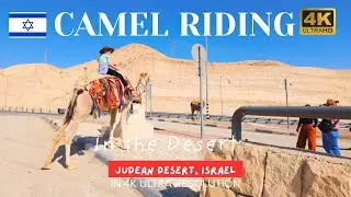 (BETTER THAN DUBAI?!) JUDEAN DESERT: Camel Riding in Israel | Israel 4k Walking Tour