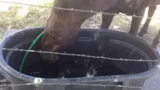 Why Horses Like Bleach - Why Horse Owners Should Like It - Clean Water Troughs