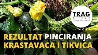 KRASTAVCI I TIKVICE - REZULTAT PINCIRANJA (2021) [TRAG BILJKE]